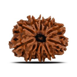 Natural 11 Mukhi (Eleven Mukhi) Nepal Rudraksha GJSPC Certified 23.78 M.M.