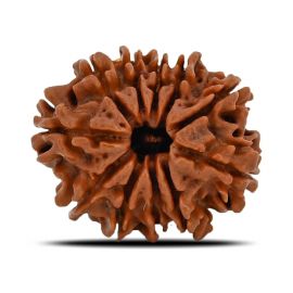 Natural 11 Mukhi (Eleven Mukhi) Nepal Rudraksha GJSPC Certified 24.55 M.M.