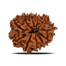 Natural 11 Mukhi (Eleven Mukhi) Nepal Rudraksha GJSPC Certified 22.91 M.M.