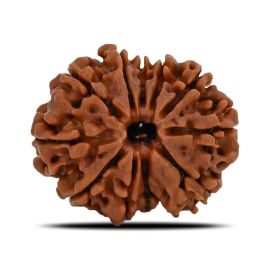 Natural 11 Mukhi (Eleven Mukhi) Nepal Rudraksha GJSPC Certified 23.53 M.M.