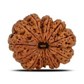 Natural 11 Mukhi (Eleven Mukhi) Nepal Rudraksha GJSPC Certified 31.06 M.M.