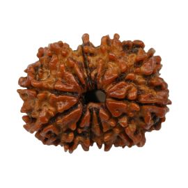 Natural 11 Mukhi Nepali Rudraksha (Elevan Mukhi) 23.52 M.M.