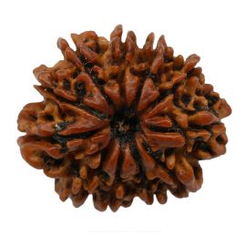 Natural 11 Mukhi Nepali Rudraksha Collector Size (Elevan Mukhi) 24.52 M.M.