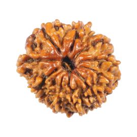 Natural 11 Mukhi (Eleven Mukhi) Rudraksha (Nepal) GJSPC Certified 20.69 M.M.