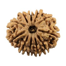 Natural 11 Mukhi (Eleven Mukhi) Nepali Rudraksha GJSPC Certified 24.66 M.M.