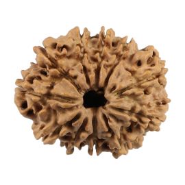 Natural 11 Mukhi (Eleven Mukhi) Nepali Rudraksha GJSPC Certified 25.61 M.M.