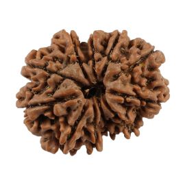 Natural 11 Mukhi (Eleven Mukhi) Nepali Rudraksha GJSPC Certified 25.56 M.M.