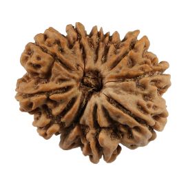 Natural 11 Mukhi (Eleven Mukhi) Nepali Rudraksha GJSPC Certified 25.81 M.M.