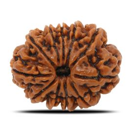 Natural 11 Mukhi Rudraksha (Nepal) GJSPC Certified 25.58 M.M.