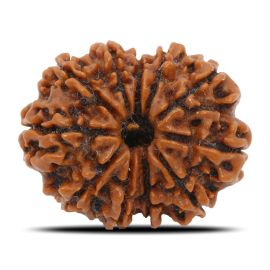 Natural 11 Mukhi Rudraksha (Nepal) GJSPC Certified 26.11 M.M.