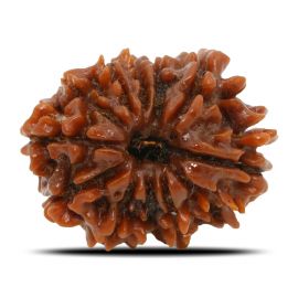 Natural 11 Mukhi Rudraksha (Nepal) GJSPC Certified 24.86 M.M.