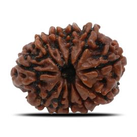 Natural 11 Mukhi Rudraksha (Nepal) GJSPC Certified 25.99 M.M.