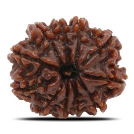 Natural 11 Mukhi Rudraksha (Nepal) GJSPC Certified 24.58 M.M.