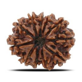 Natural 11 Mukhi Rudraksha (Nepal) GJSPC Certified 26.25 M.M.