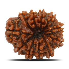 Natural 11 Mukhi Rudraksha (Nepal) GJSPC Certified 23.36 M.M.