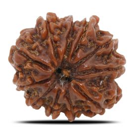 Natural 11 Mukhi Rudraksha (Nepal) GJSPC Certified 22.65 M.M.