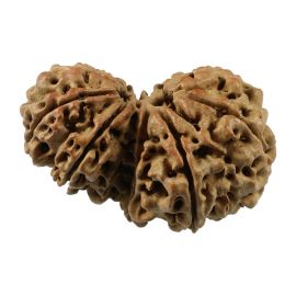 Natural 11 Mukhi (Eleven Mukhi) Gauri Shankar Nepali Rudraksha GJSPC Certified 34.7 M.M.