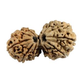 Natural 11 Mukhi (Eleven Mukhi) Gauri Shankar Nepali Rudraksha GJSPC Certified 35.51 M.M.