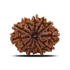 12 Mukhi (Twelve Mukhi ) Rudraksha Nepal GJSPC Certified 29.88 M.M.