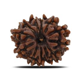 12 Mukhi (Twelve Mukhi ) Rudraksha Nepal GJSPC Certified 20.59 M.M.