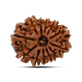 12 Mukhi (Twelve Mukhi ) Rudraksha Nepal GJSPC Certified 23.04 M.M.