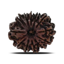 12 Mukhi (Twelve Mukhi ) Rudraksha Nepal GJSPC Certified 26.71 M.M.