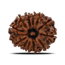 12 Mukhi (Twelve Mukhi ) Rudraksha Nepal GJSPC Certified 23.86 M.M.