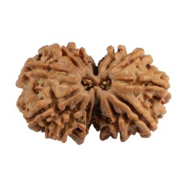 Natural 12 Mukhi (Twelve Mukhi) Gauri Shankar Nepali Rudraksha GJSPC Certified 28.9 M.M.