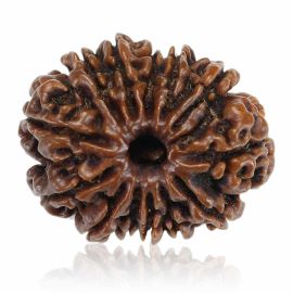 Natural 13 Mukhi Rudraksha (Nepal) GJSPC Certified 26.48 M.M.