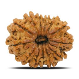 Natural 13 Mukhi Rudraksha (Nepal) GJSPC Certified 24.35 M.M.