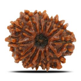 Natural 13 Mukhi Rudraksha (Nepal) GJSPC Certified 23.69 M.M.