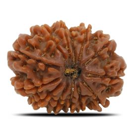 Natural 13 Mukhi Rudraksha (Nepal) GJSPC Certified 24.53 M.M.