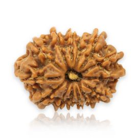 14 Mukhi Rudraksha ( Fourteen Mukhi ) Nepal Xray GJSPC Certified 22.11 M.M.