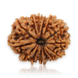 14 Mukhi Rudraksha ( Fourteen Mukhi ) Nepal Xray GJSPC Certified 21.92 M.M.