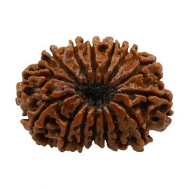 Natural 15 Mukhi Collector Rudraksha (Fifteen Mukhi) GJSPC Certified 24.6 M.M.