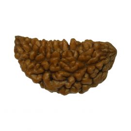 Natural 1 Mukhi Rudraksha ( One Mukhi ) India GJSPC X-Ray certified 100% Original