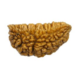 Natural Ek Mukhi Rudraksha (1 Mukhi) India GJSPC Certified One Mukhi Rudraksha 27.72 M.M.