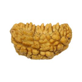 Natural Ek Mukhi Rudraksha (1 Mukhi) India GJSPC Certified One Mukhi Rudraksha 26.46 M.M.