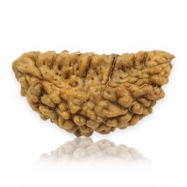 Natural Ek Mukhi Rudraksha (1 Mukhi) India GJSPC Certified 30.16 M.M.