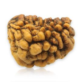 Natural Ek Mukhi Rudraksha (1 Mukhi) India GJSPC Certified 25.61 M.M.