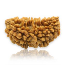 Natural Ek Mukhi Rudraksha (1 Mukhi) India GJSPC Certified 29.49 M.M.