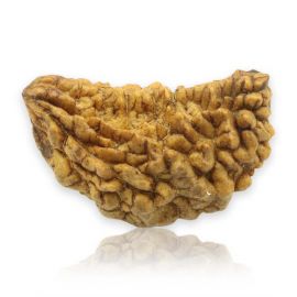 Natural Ek Mukhi Rudraksha (1 Mukhi) India GJSPC Certified 29.06 M.M.