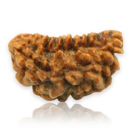 Natural Ek Mukhi Rudraksha (1 Mukhi) India GJSPC Certified 30.43 M.M.