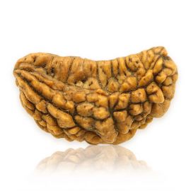 Natural Ek Mukhi Rudraksha (1 Mukhi) India GJSPC Certified 31.42 M.M.