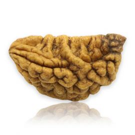 Natural Ek Mukhi Rudraksha (1 Mukhi) India GJSPC Certified 30.4 M.M.