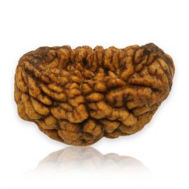 Natural Ek Mukhi Rudraksha (1 Mukhi) India GJSPC Certified 29.12 M.M.