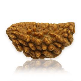 Natural Ek Mukhi Rudraksha (1 Mukhi) India GJSPC Certified 29.47 M.M.