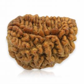 Natural Ek Mukhi Rudraksha (1 Mukhi) India GJSPC Certified 25.75 M.M.