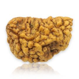 Natural Ek Mukhi Rudraksha (1 Mukhi) India GJSPC Certified 25.65 M.M.