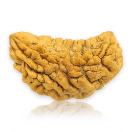 Natural Ek Mukhi Rudraksha (1 Mukhi) India GJSPC Certified 31 M.M.